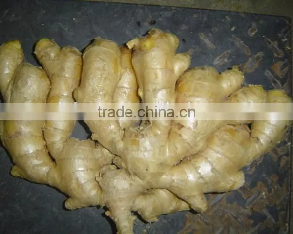 Fresh Mature Ginger photo-2