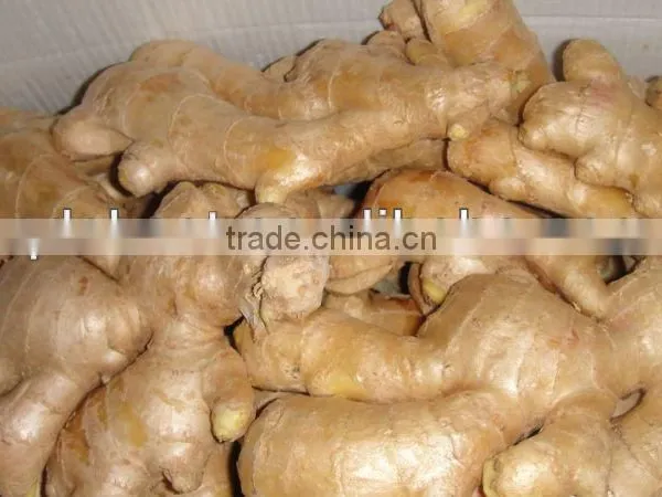 Fresh Mature Ginger photo-3