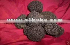 Aphrodisiac BLACK ITALIAN TRUFFLE TUBER UNCINATUM