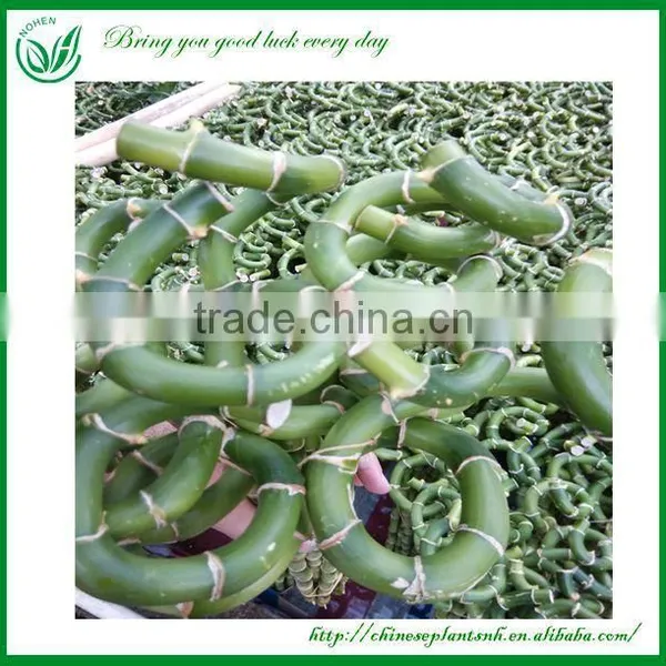 Lucky Bamboo photo-2