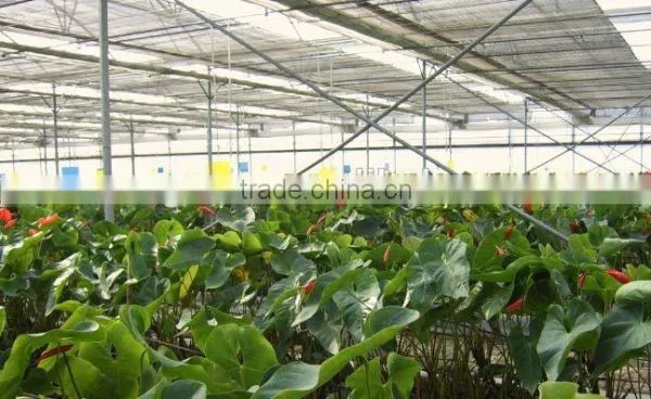Inflation Greenhouse photo-3