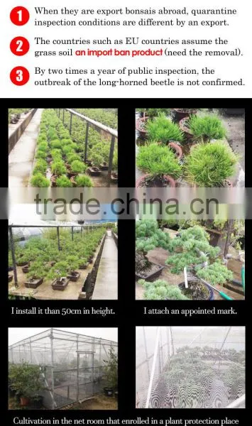 Professional and High-grade Bonsai Plants for Sale Tree at Custom Tailoring photo-3