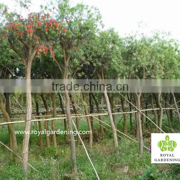Callistemon Viminalis Outdoor Landscaping Trees photo-3