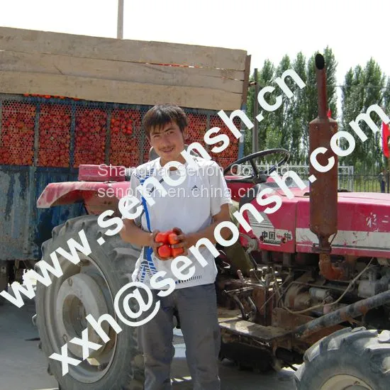 Tomato Paste Production Line 300tons per Day photo-3
