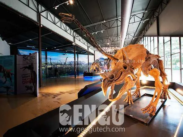 Triceratops Fossil(FP-274) Fiberglass Velociraptor
