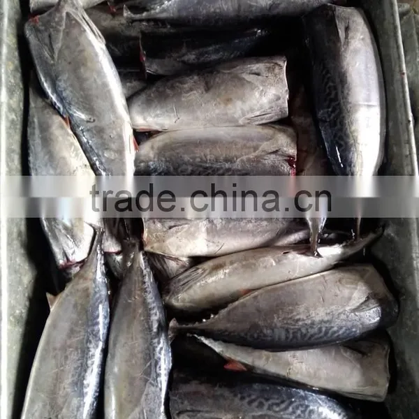 Good Quality HGT Frozen Bonito photo-6