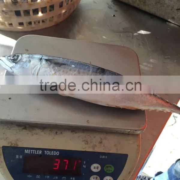 Mackerel Fish Benefits photo-4