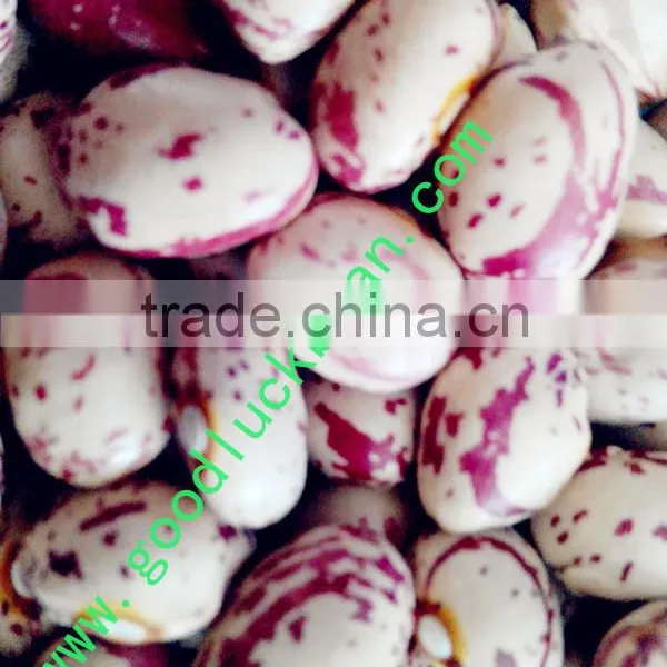 High Quality Light Speckled Kindey Beans photo-2