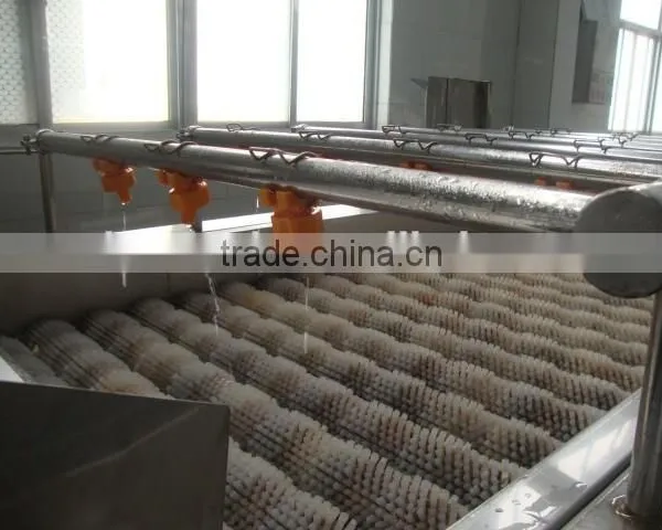 China Pickled Sushi Ginger Factory photo-4