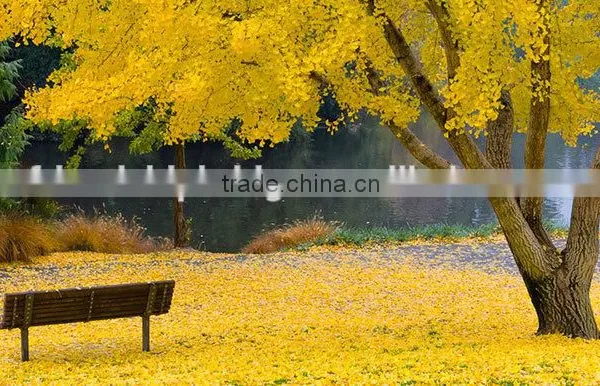 Ginkgo Biloba Fruit Tree Seedling photo-3