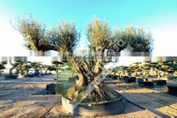 Fargas Collection - Millenary Olive Trees