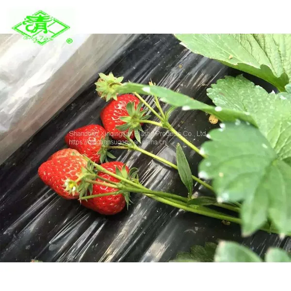 Plastic Mulch Film for Strawberry Planting photo-2