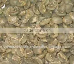 ROBUSTA COFFEE GRADE 1. SCR18