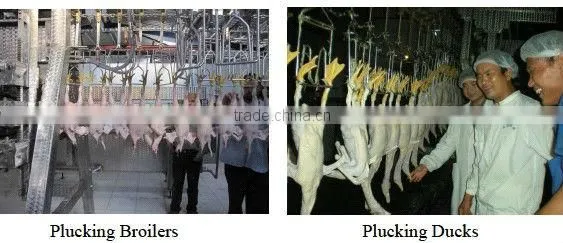 Scalding and de Feathering photo-4