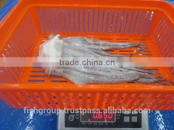Frozen Giant Squid Tentacles