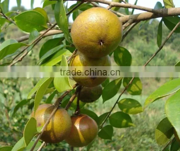 Hot and cold machine pressed pure Camellia oil