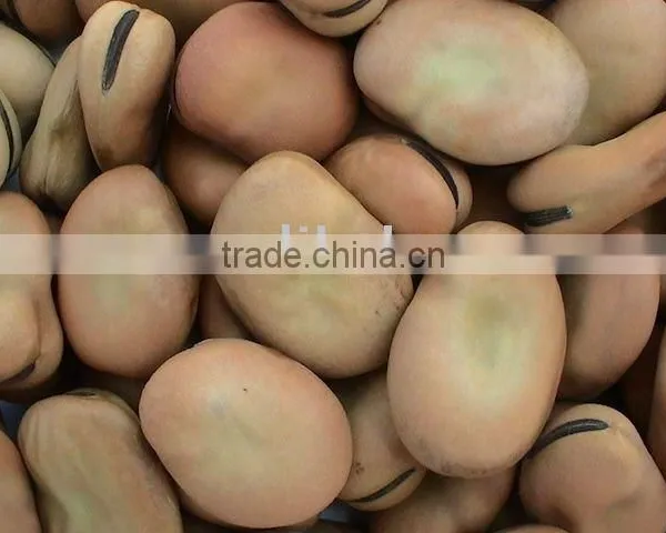 Broad Beans