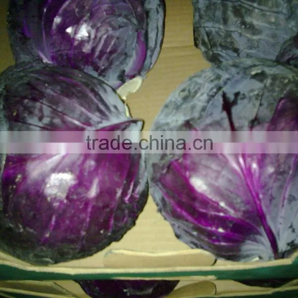 cabbage