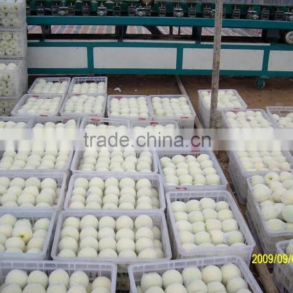 9KG Fresh Golden Pear 40-44 Size photo-2