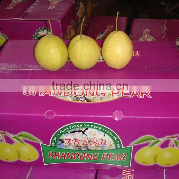 Fresh Shandong Pear 60-70-80 in 15kg Carton photo-3