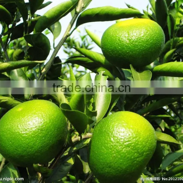 Citrus Aurantium Extract 30%-98% HPLC Synephrine photo-2