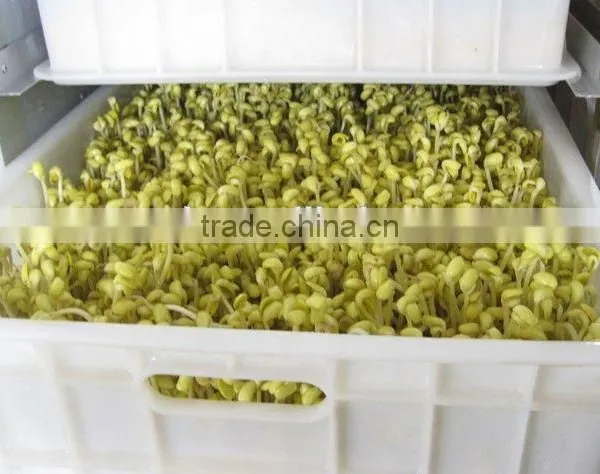 HOT! China Made Soya Bean Sprout Machine photo-6