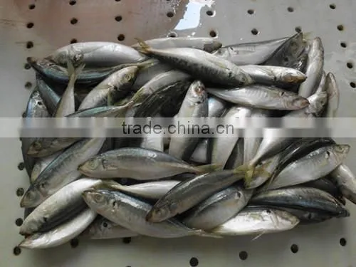 Frozen Horse Mackerel 18cm From China photo-3