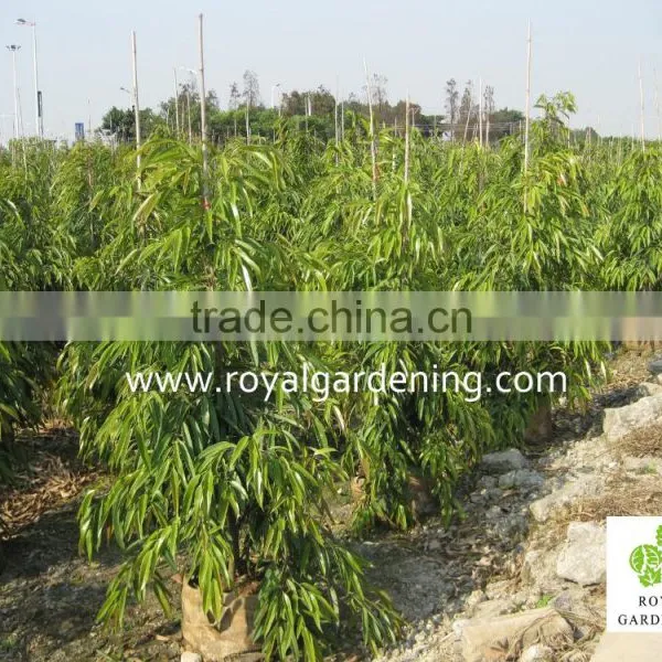 Ficus Longifolia photo-2