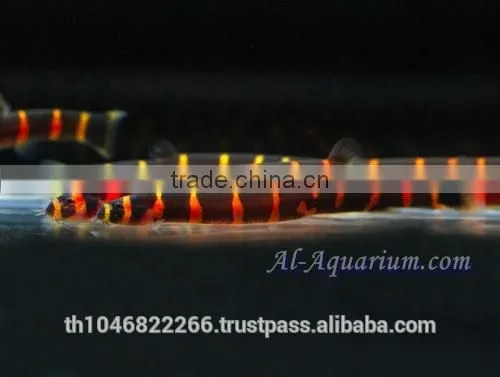 Giant Coolie Loach Fish / Aquarium Fish Farm photo-3