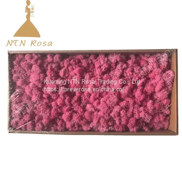 China Most Popuplar Everlasting Moss: The Key to Plant Walls photo-5