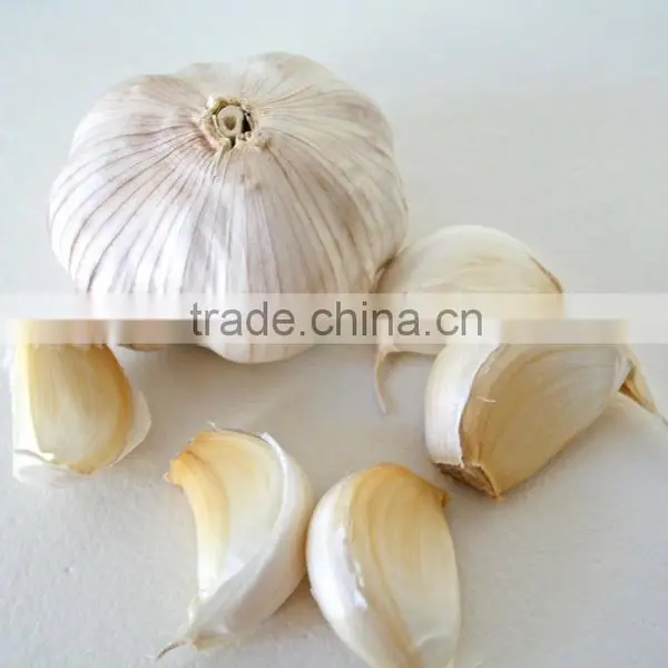 China Fresh White Garlic Price photo-2