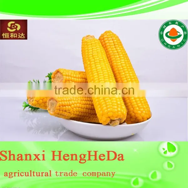 New Style New Products for Teenagers Yellow Maize Corn From Pakistan photo-4