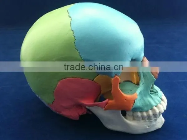 Colored Skull Model - 22 Parts photo-2