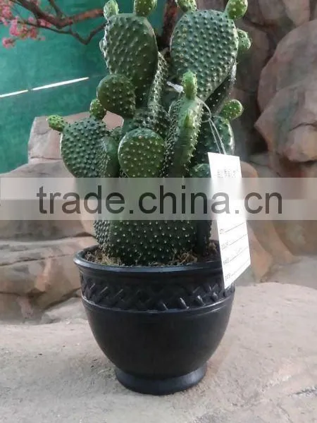 Whosale Green Cactus
