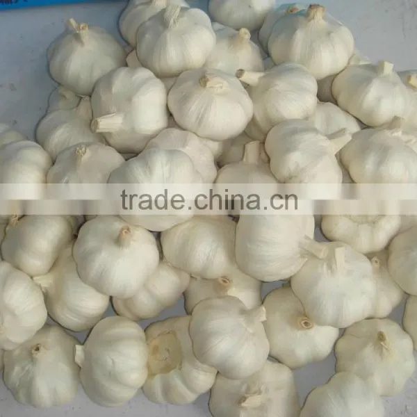 Pure White Garlic for Sale photo-5