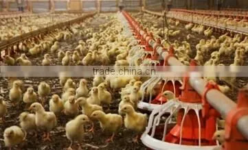 Feeding Pan Chicken Broiler Equipment Chicken Farm photo-2