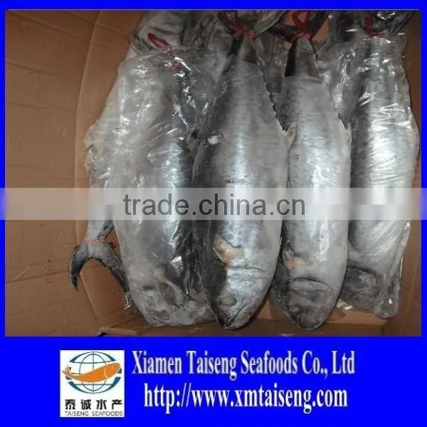 FROZEN ATLANTIC SPANISH MACKEREL WHOLE ROUND