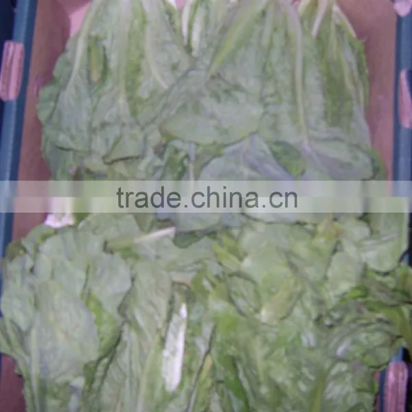 Lettuce photo-3
