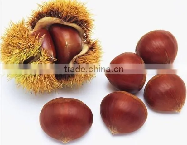 New Crop Fresh Chestnuts Hot Sale