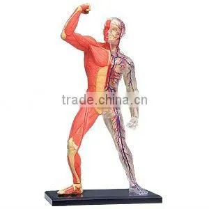 Muscle & Skeleton Model