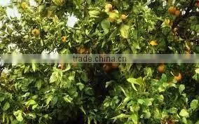 BERGAMOT ESSENTIAL OIL photo-4