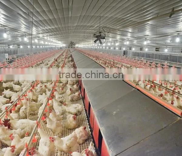 Goldenest Automatic Egg Collection System Chicken Nesting Boxes Factory Price JCJ15-A02 photo-3