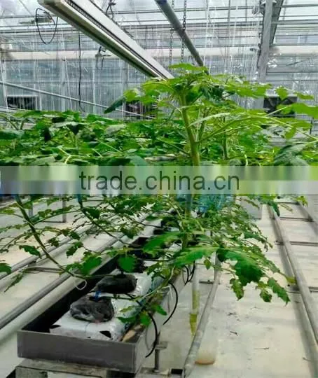 Single Layer Float Glass Greenhouse for Tomato Hydroponic photo-2