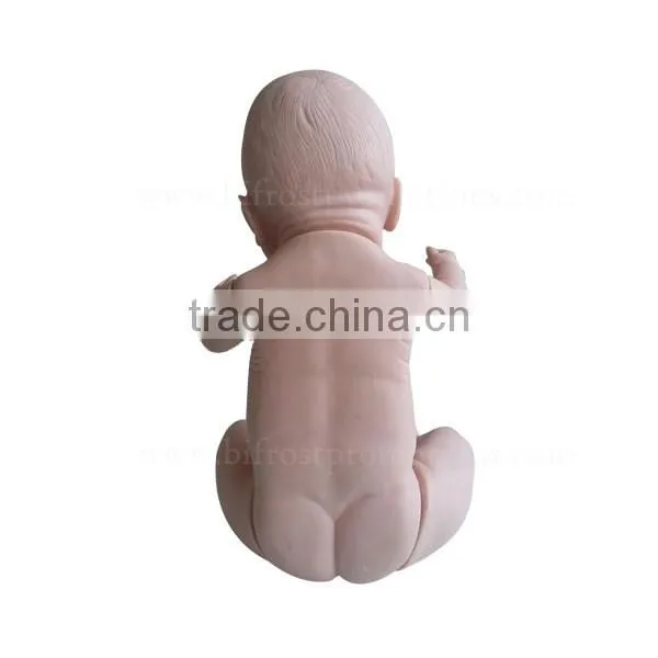 Human Body Biological Baby Model Teaching Baby Doll photo-3