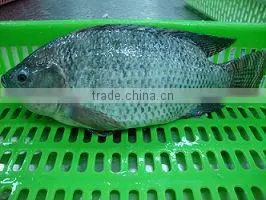 Frozen Tilapia