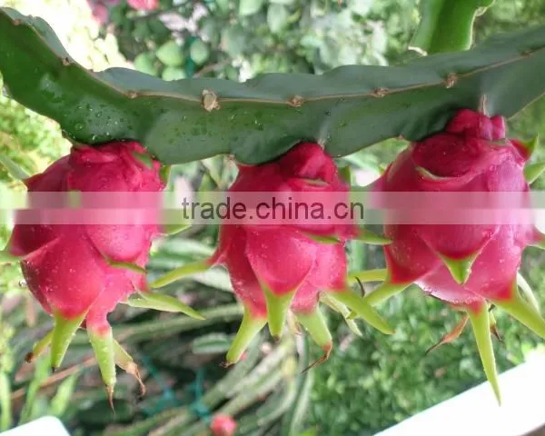 Dragon Fruit Vietnam Specialties - Fresh Dragon Fruit for Sale - Red Dragon Fruit photo-6