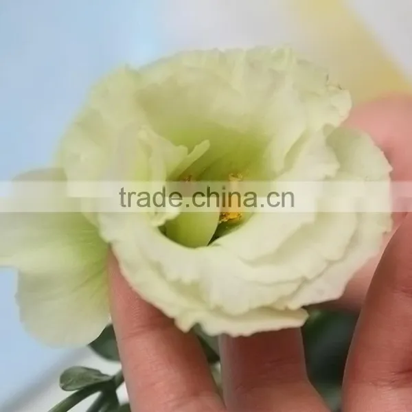 Super Quality Fresh Preserved Green Color Eustoma Flower photo-4