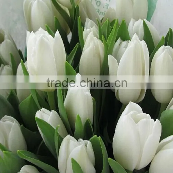 Fashion Hot Sale Yellow Tulip Fresh Cut Flowers photo-4