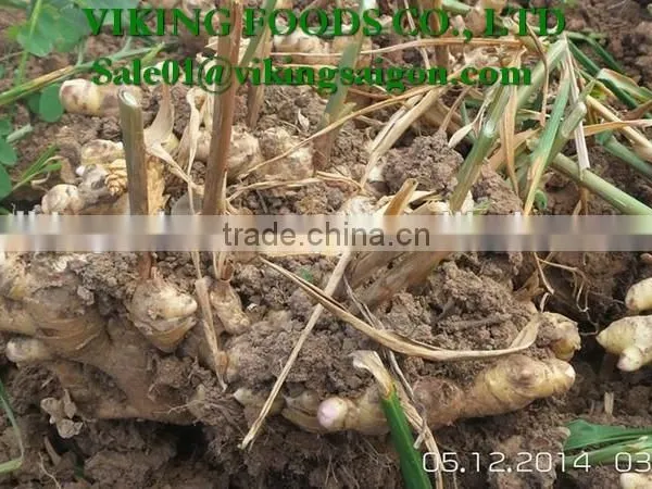 FRESH GINGER _ HIGH QUALITY