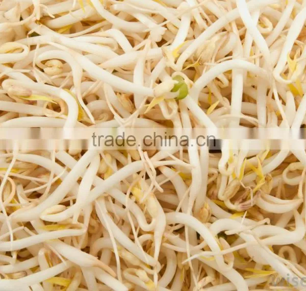 New Crop Peeled Split Green Mung Beans photo-5